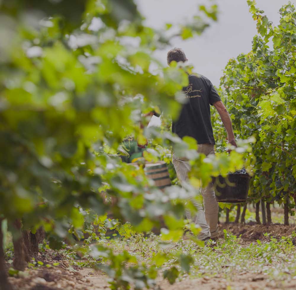 Focus : qui sont les vignerons Pays d'Oc ?