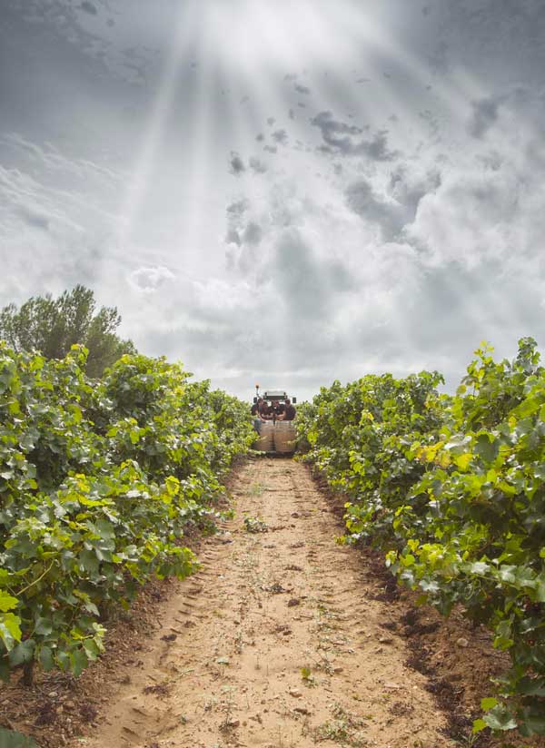 Vignoble et histoire