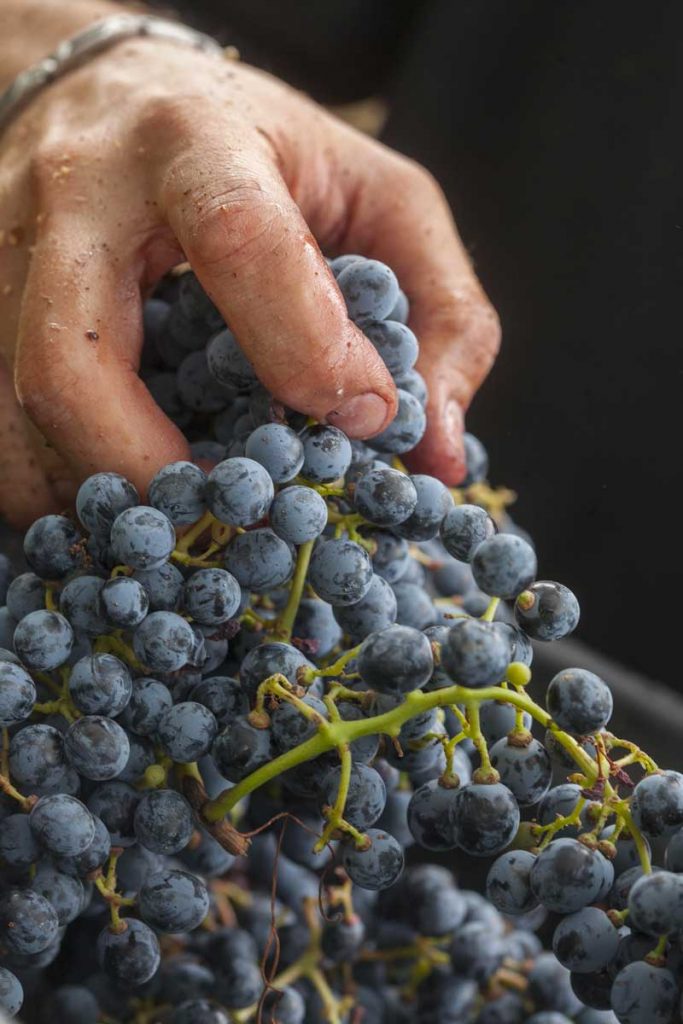 Vins de cépages